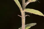 Hairy lespedeza